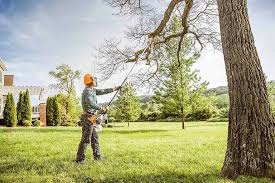 Trusted View Park Windsor Hills, CA Tree Care Services Experts